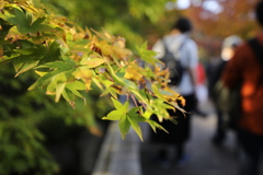 2021年昭和記念公園秋⑧