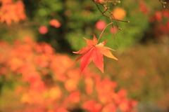 2022年11月紅葉