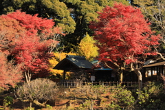 2021年　本土寺紅葉⑤
