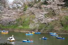 2022年千鳥ヶ淵⑤