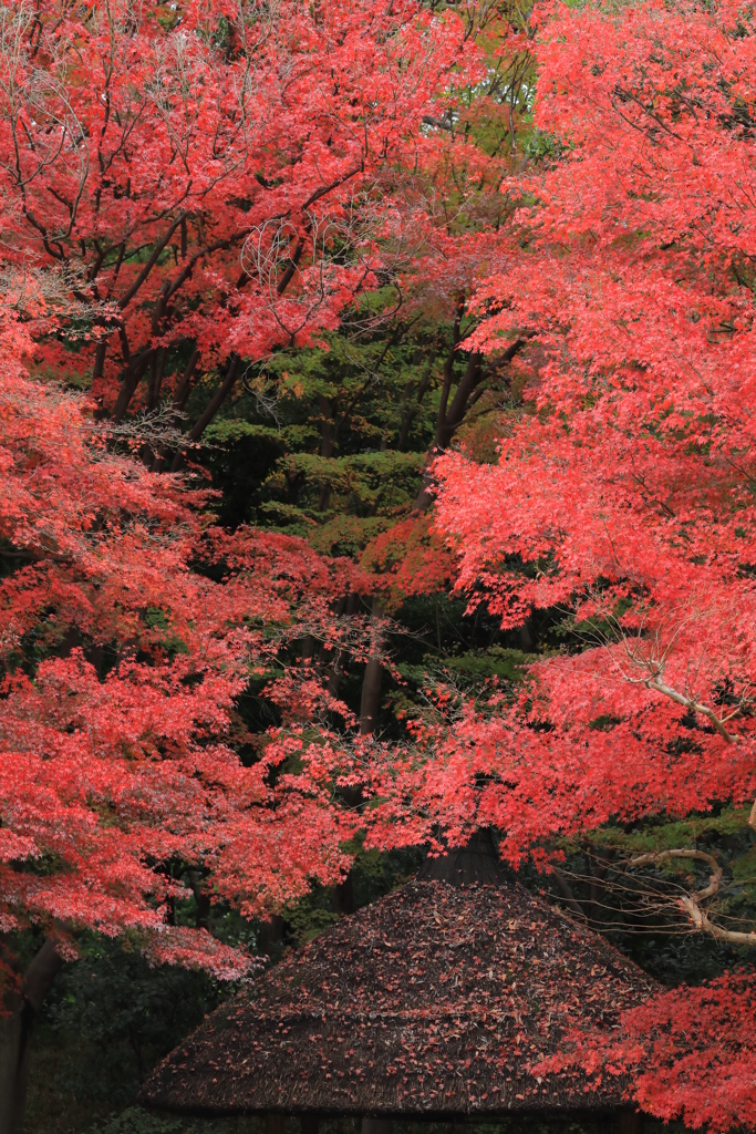 2022年小石川庭園②