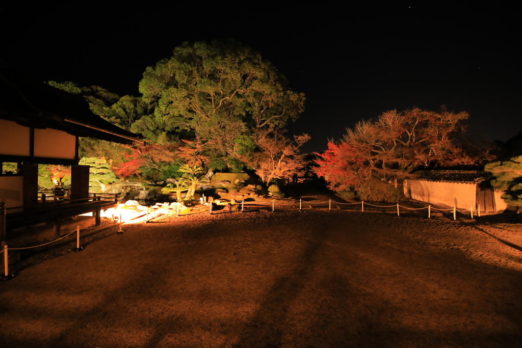 2021年京都　醍醐寺ライトアップ⑥