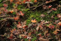 2022年小石川庭園⑨