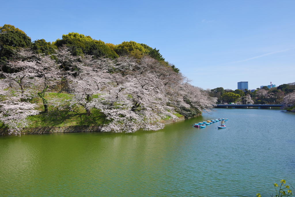 2021年千鳥ヶ淵桜③
