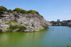 2021年千鳥ヶ淵桜③