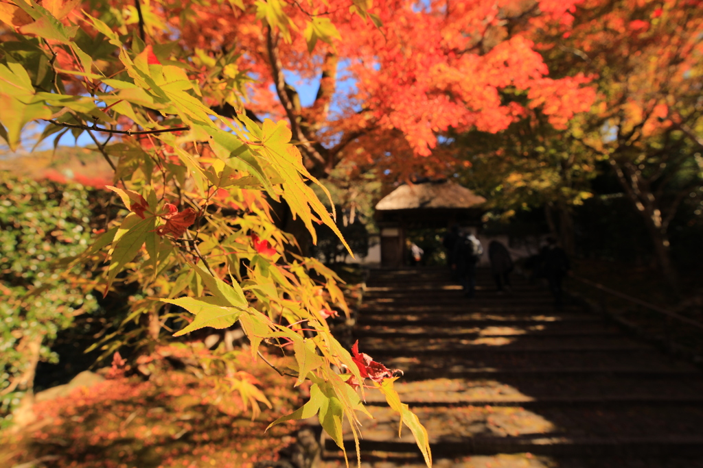 2021年京都　安楽寺③