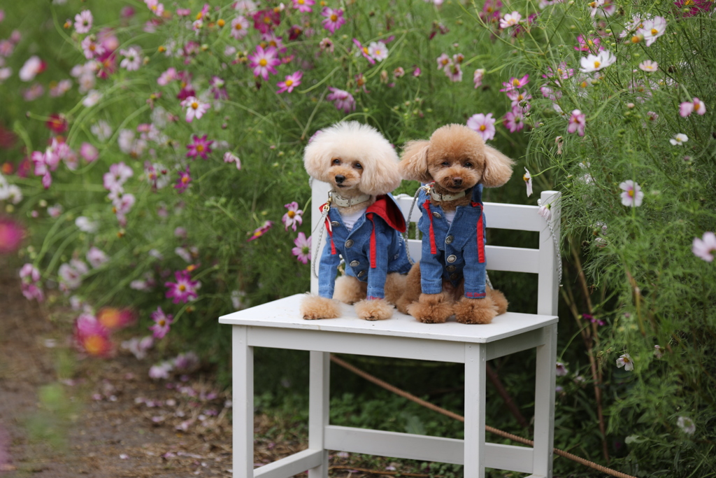 2020年昭和記念公園コスモス