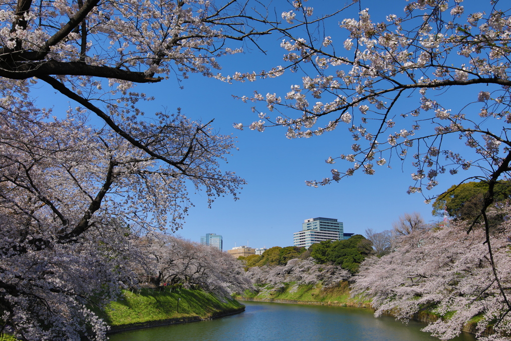 2021年千鳥ヶ淵桜④