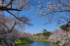 2021年千鳥ヶ淵桜④