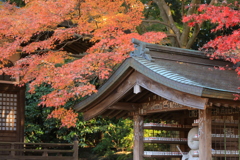2021年　本土寺紅葉⑥