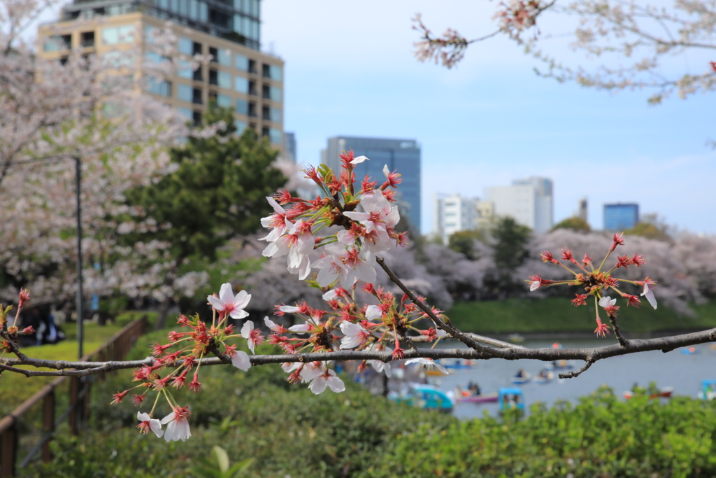 2022年千鳥ヶ淵②