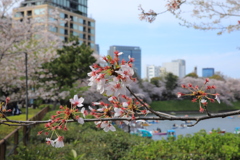 2022年千鳥ヶ淵②