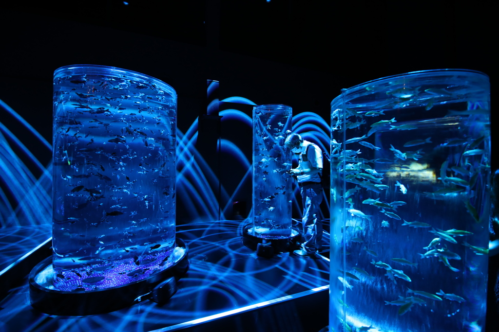 2020年アートアクアリウム