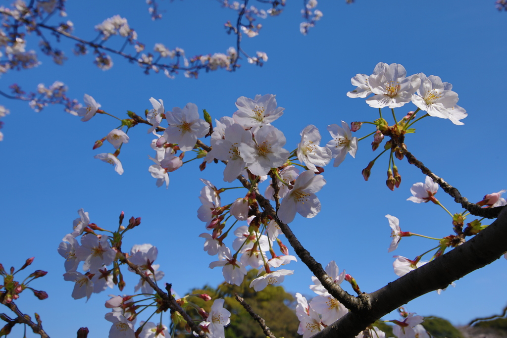 2021年千鳥ヶ淵桜②