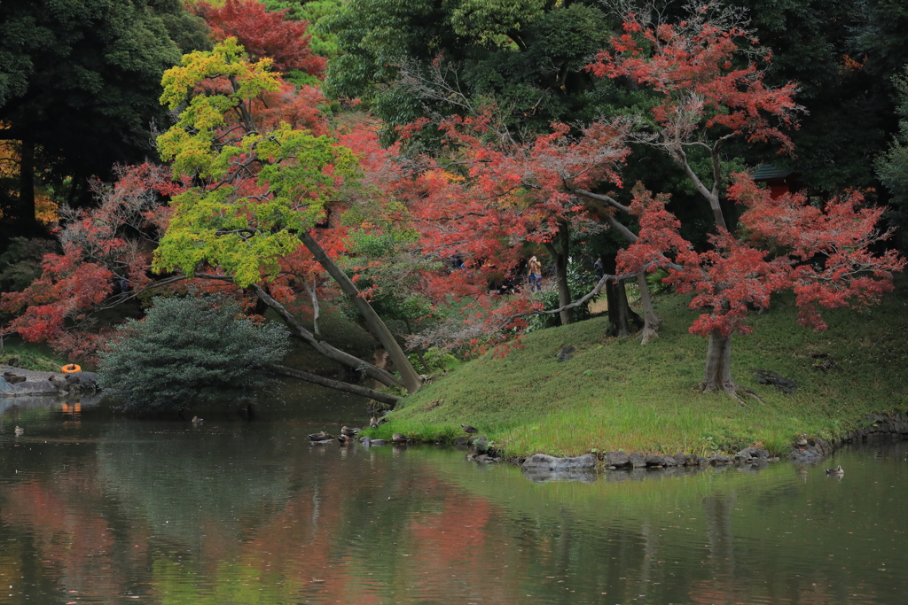 2022年小石川庭園⑪