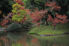 2022年小石川庭園⑪