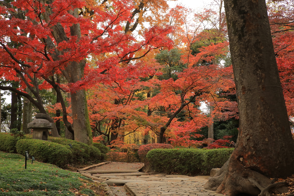 2021年大田黒公園⑥