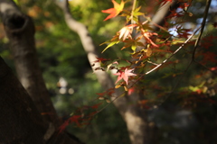 2021年昭和記念公園秋⑤
