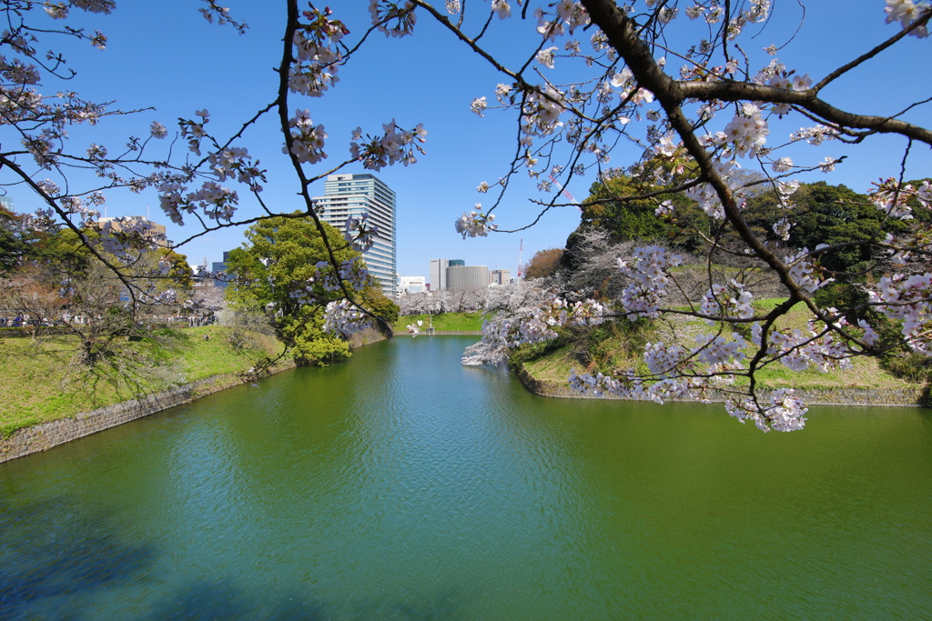 2021年千鳥ヶ淵桜①