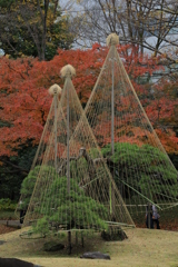 2022年小石川庭園④