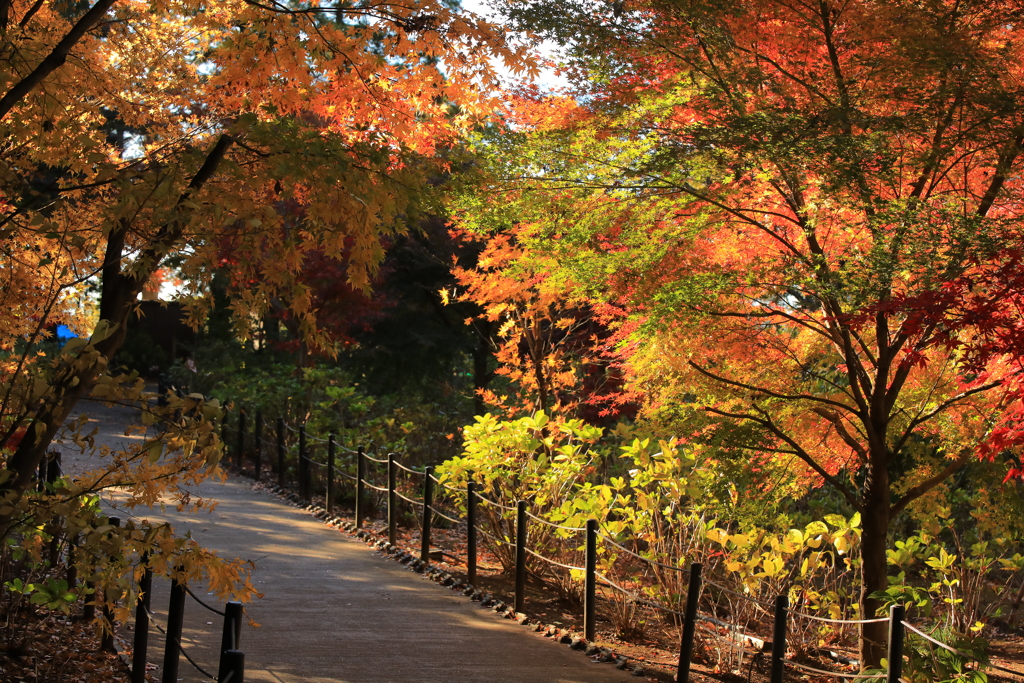 2021年　本土寺紅葉④