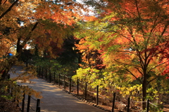 2021年　本土寺紅葉④