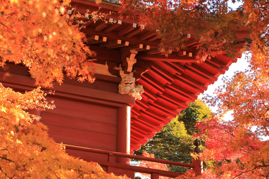 2021年　本土寺紅葉③