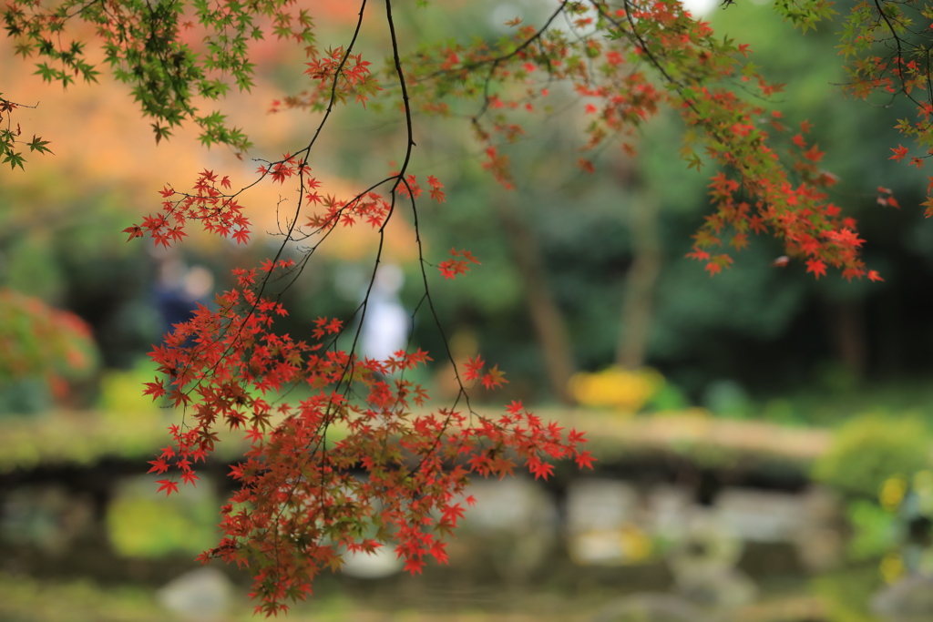2022年小石川庭園⑦