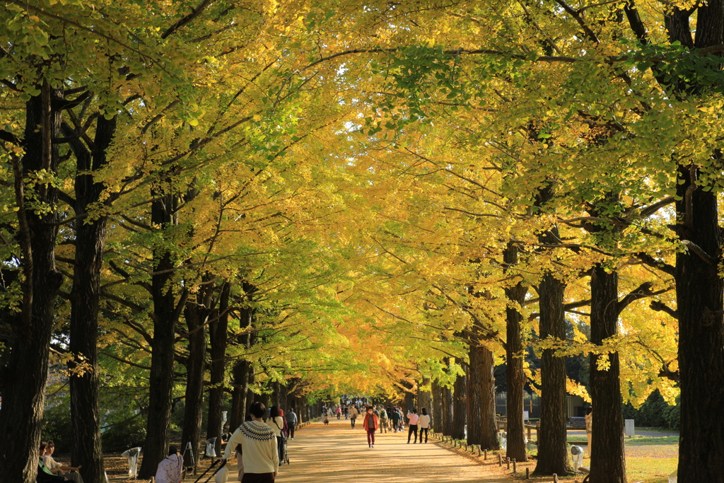 2022年11月紅葉
