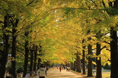 2022年11月紅葉