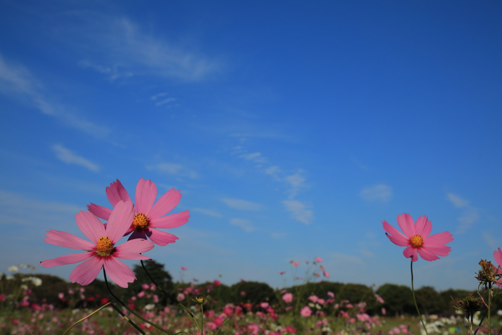 2022昭和記念公園