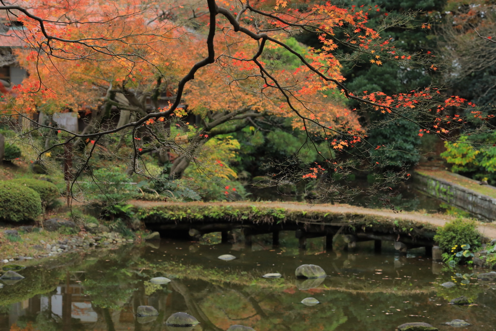 2022年小石川庭園⑫