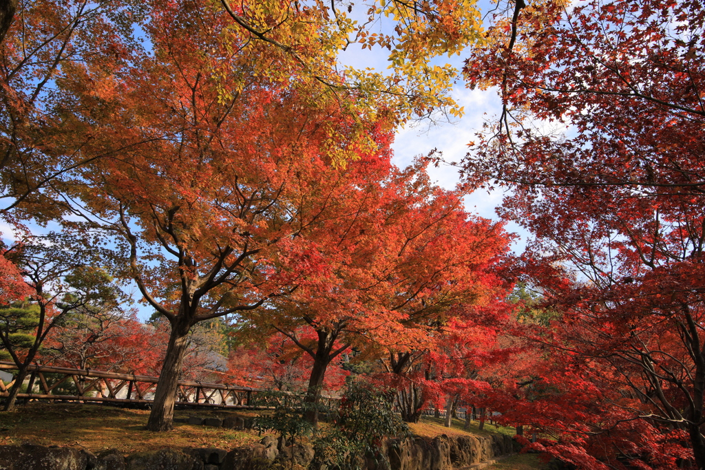 2021年京都　智積院⑥