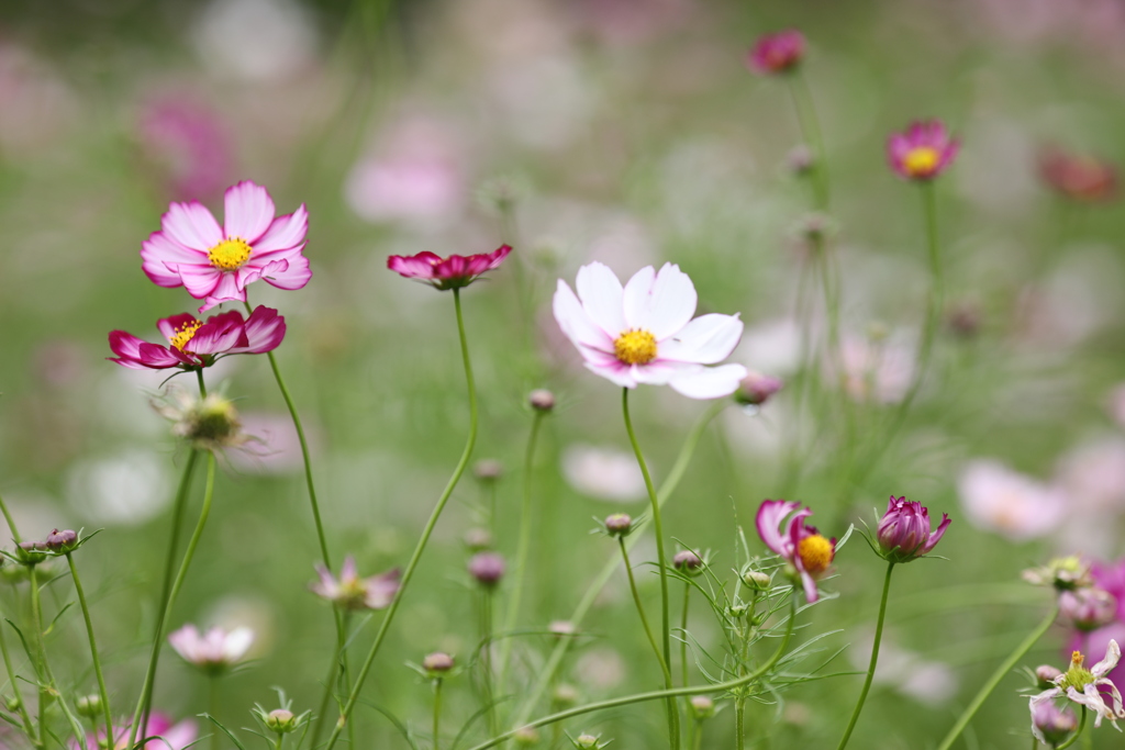 2020年昭和記念公園コスモス