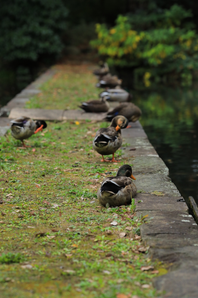 2022年小石川庭園⑩