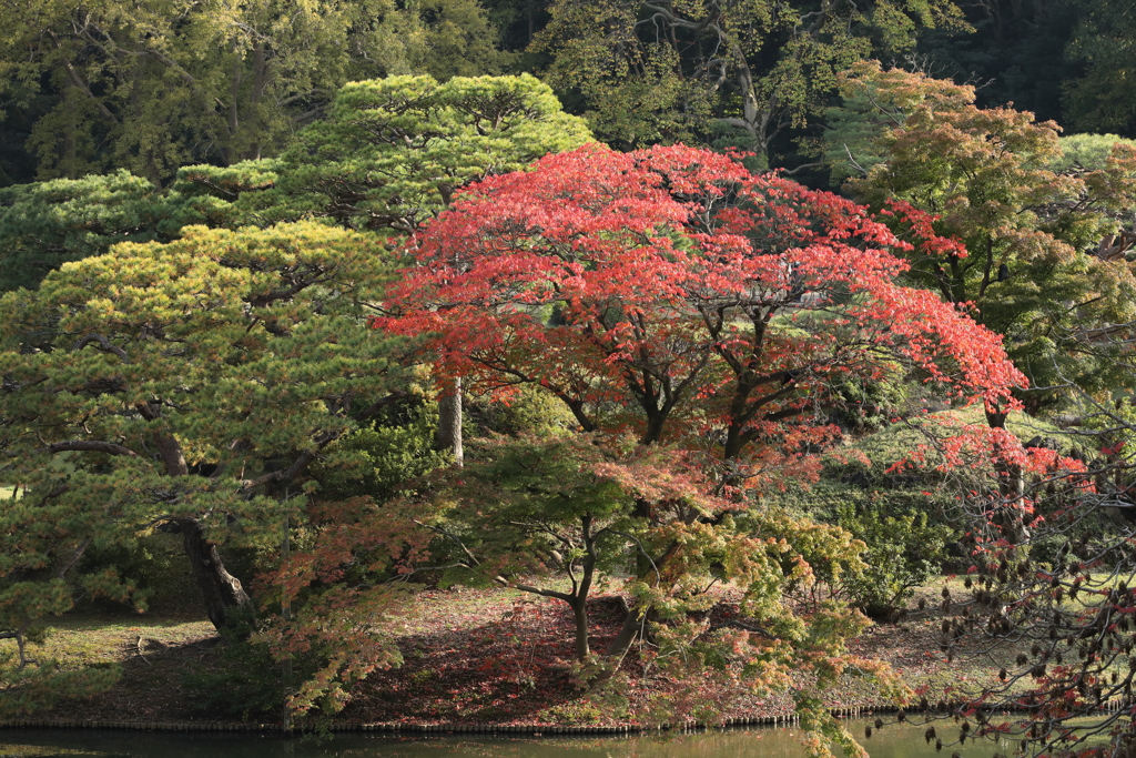 2021年六義園