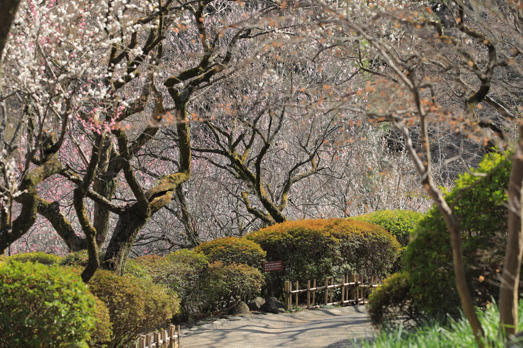2022年京王百草園①