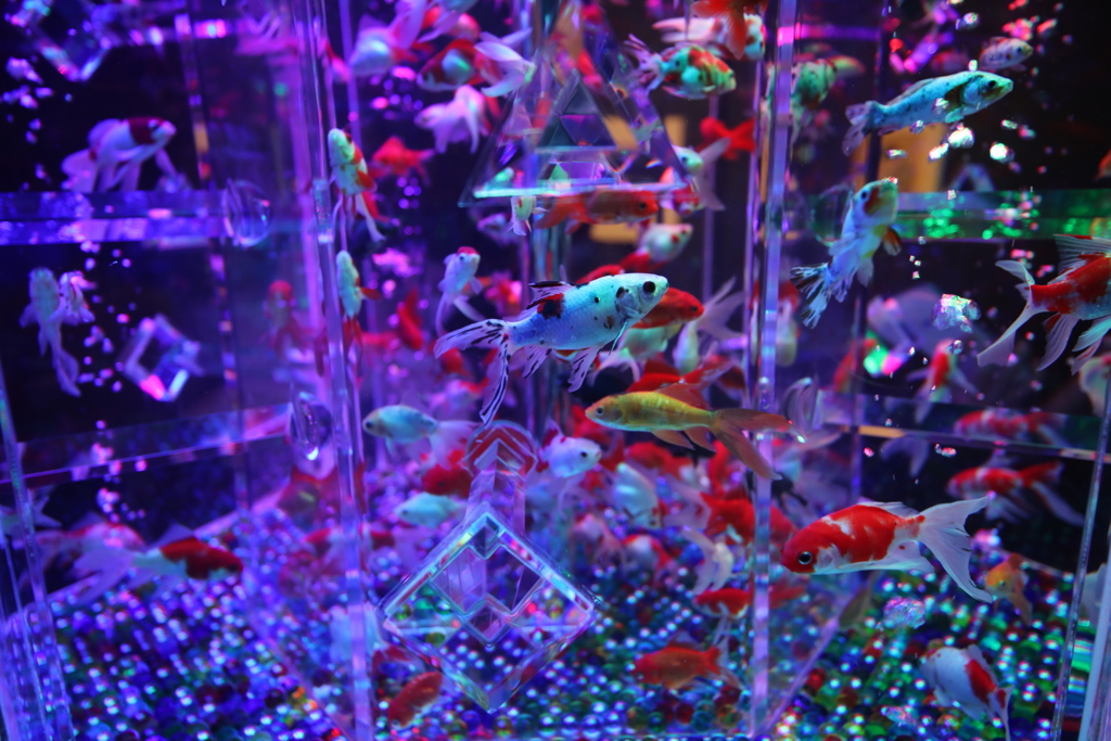 2020年アートアクアリウム