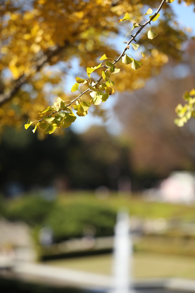 2021年昭和記念公園