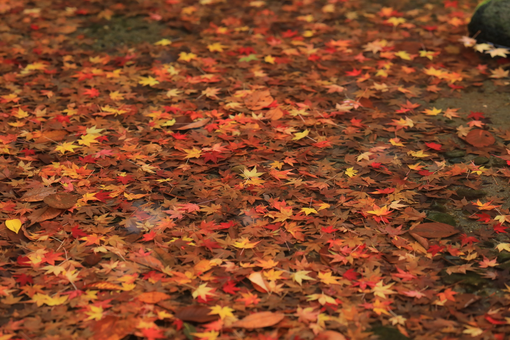 2022年小石川庭園⑧