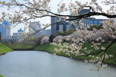 2022年千鳥ヶ淵④