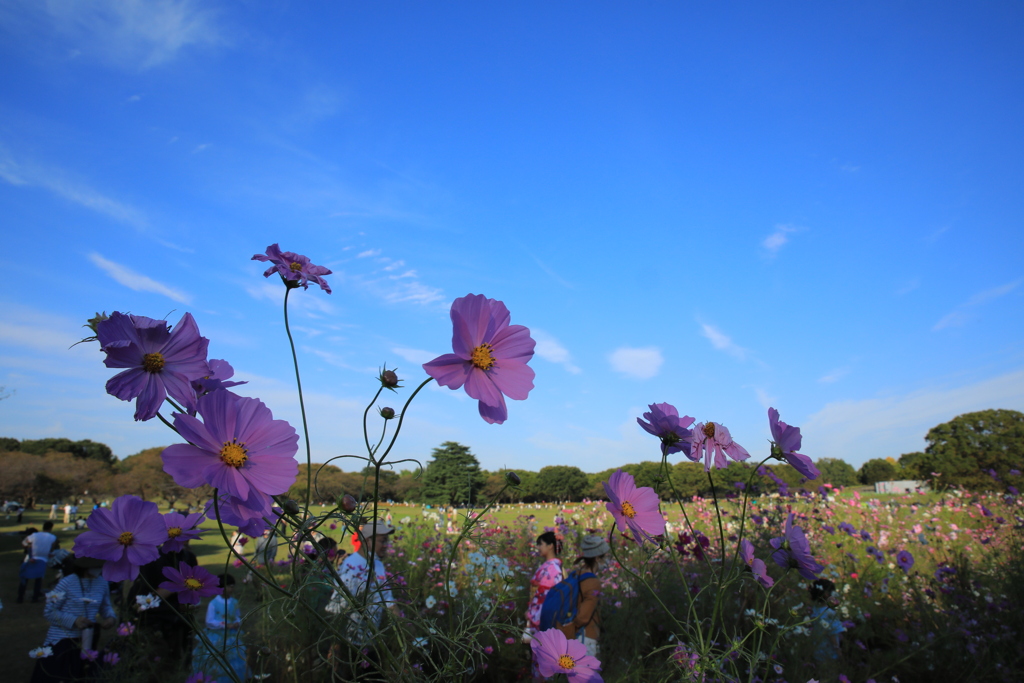 2022昭和記念公園