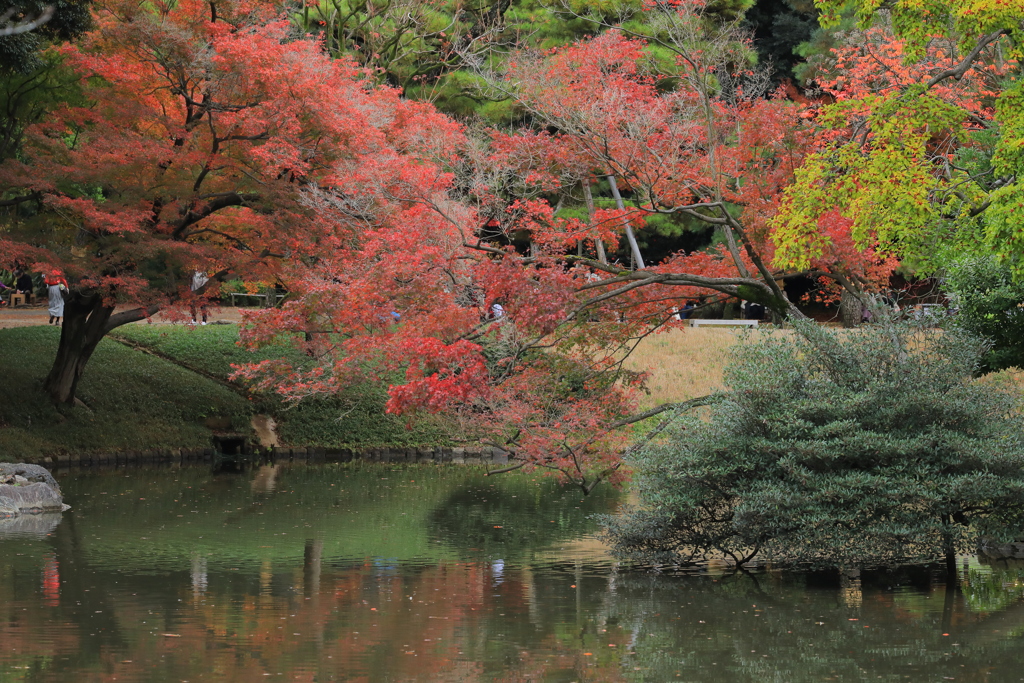 2022年小石川庭園③