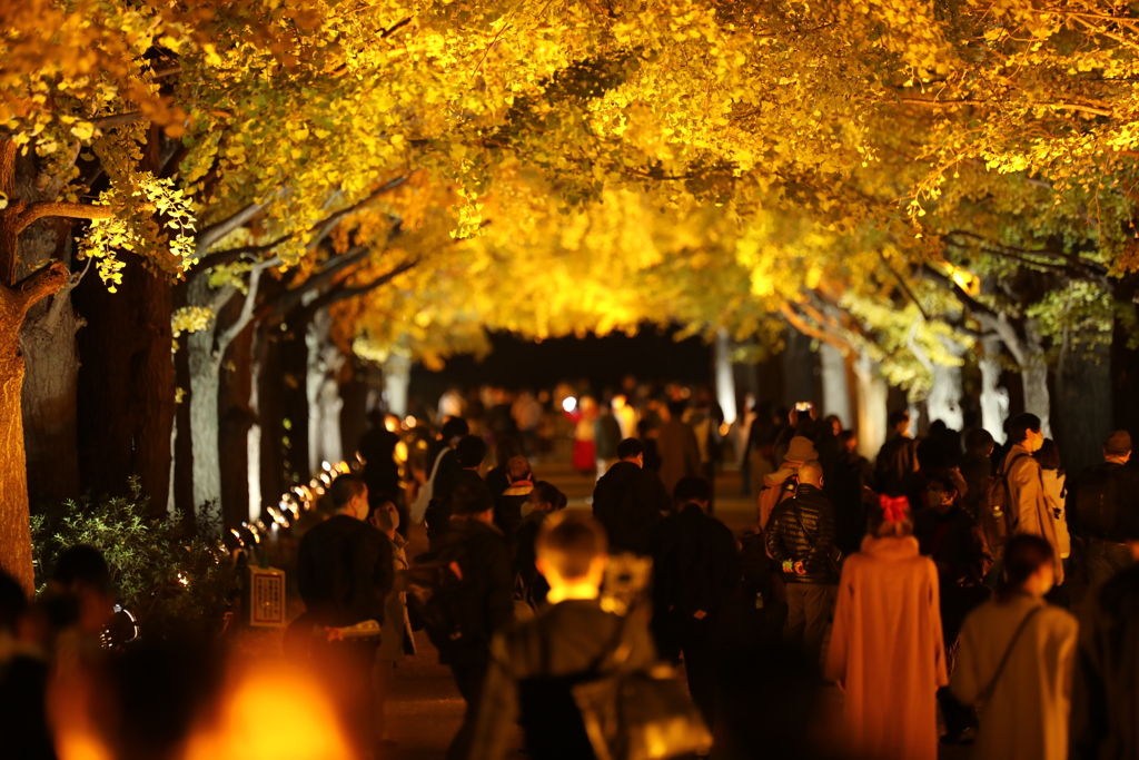 2020年昭和記念公園ライトアップ