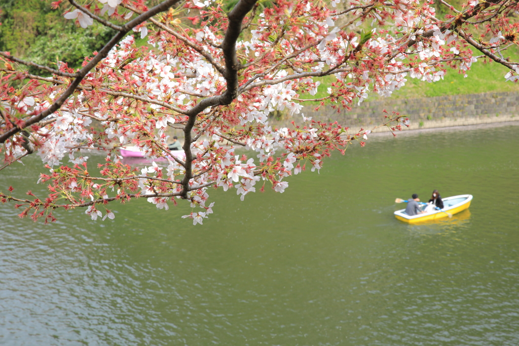 2022年千鳥ヶ淵①