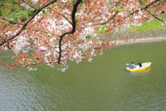 2022年千鳥ヶ淵①