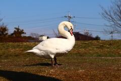 芝の上の白鳥さん