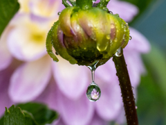 雨上がり