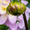 雨上がり