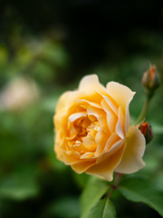 薔薇が咲いた　「グラハムトーマス」